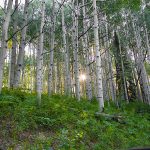 Ben Zuckerman Aspens